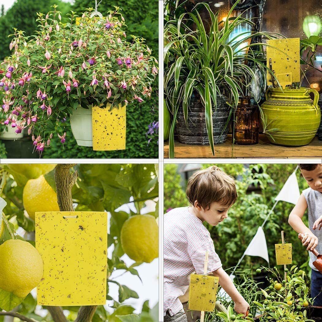 40 Pack Yellow Sticky Fly Traps – Fruit Fly & Insect Catcher Sheets